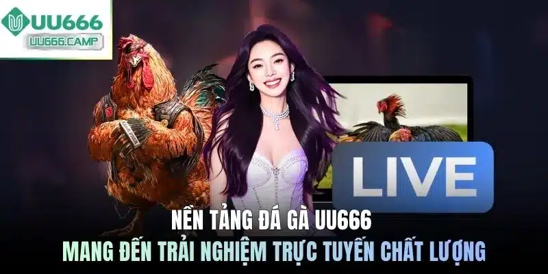 Nền tảng đá gà UU666 mang đến trải nghiệm trực tuyến chất lượng