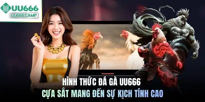 Hình thức đá gà UU666 cựa sắt mang đến sự kịch tính cao